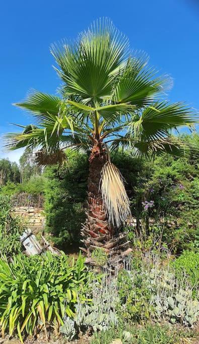 Quinta Flores Ferreira do Zêzere Екстериор снимка